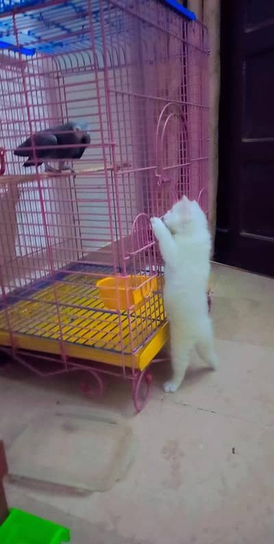 AFRICAN GREY PARROT GENDER NOT CONFIRMED BCZ OF DNA