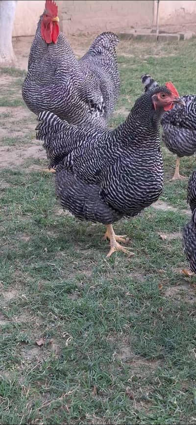 Plymouth rock breeder pair