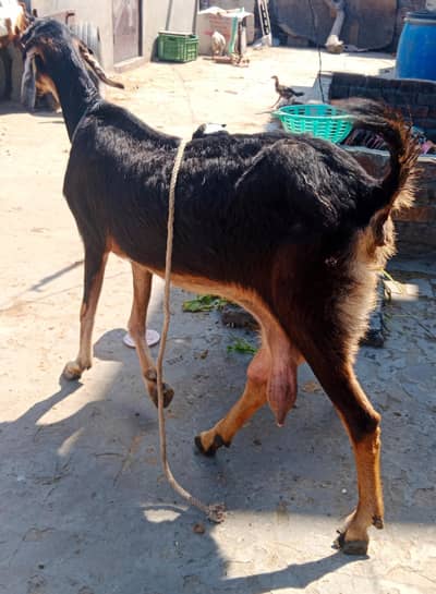 Milking Goat + Male Kid
