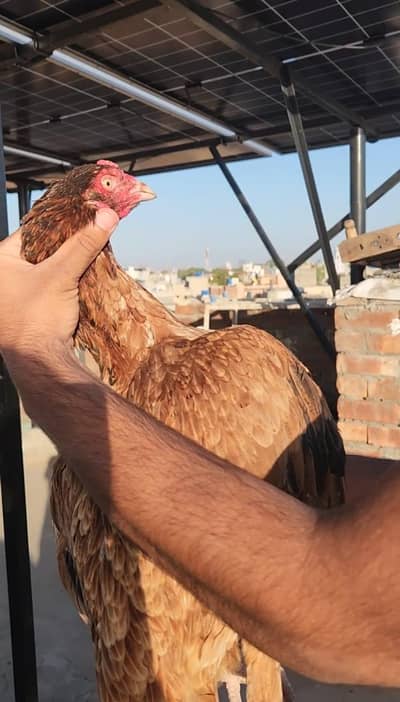 2 pakistani hain big size main ande de rahe hain jole bani h