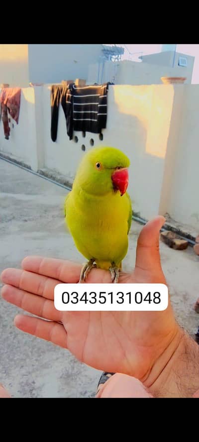 Green parrot handtame friendly parrot