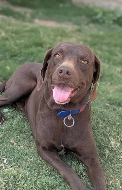 pointer chocolate color male location Faisalabad