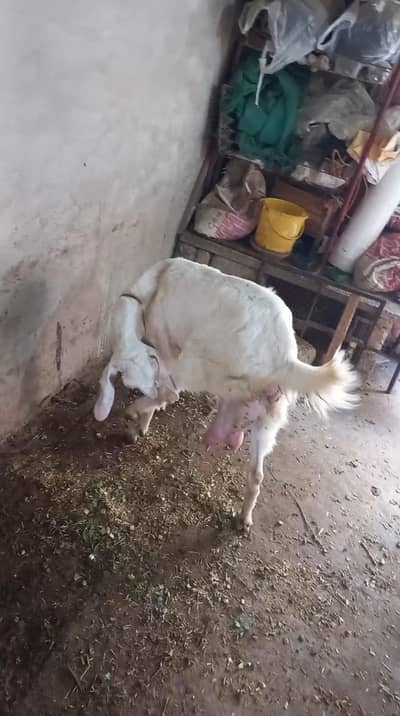 gulabi bakri 2 daant for sale 1 male kid