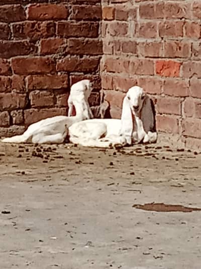 8 teeth 3th  suha bari Desi bakri with 2 females