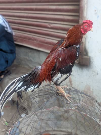 Zero size miawali murgha for sale