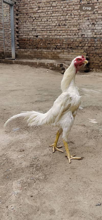 Shamo swing neck patta