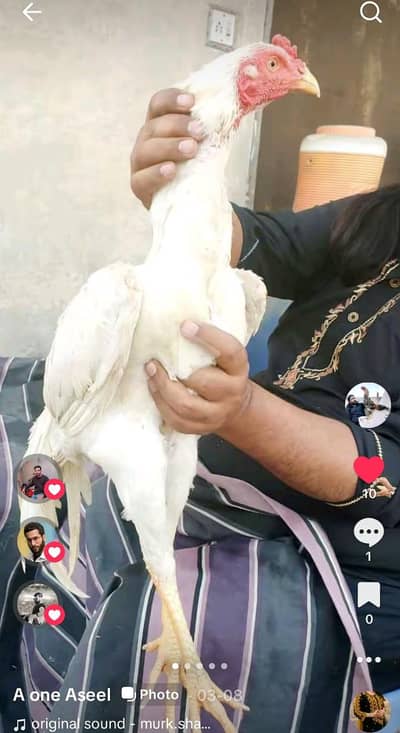 aseel hera faitar and beredar