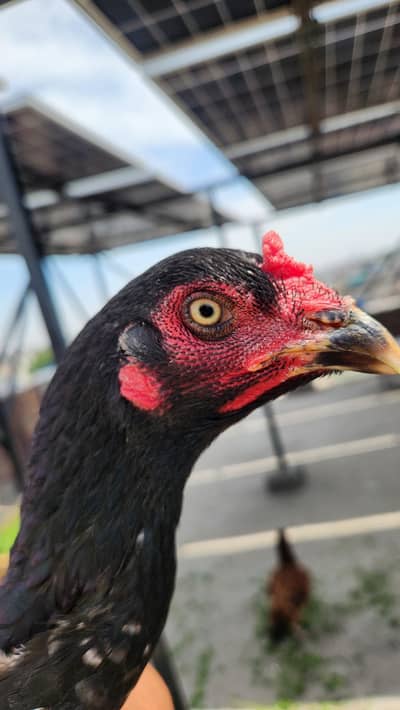 2 pakistani ek thi cross ki h band jor ki 3no heat pe hain or ando pe