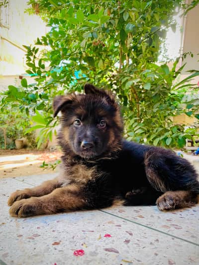 Germany Shepherd pedigree puppy's