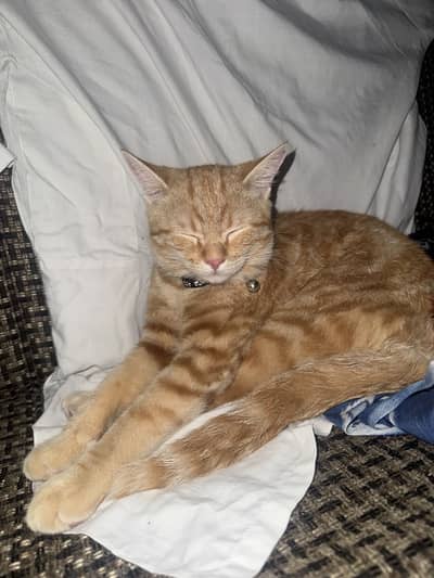 Cute orange cat for adoption