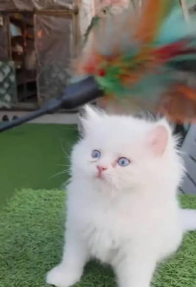 Persian female kitten for sale vaccinated 03464647359