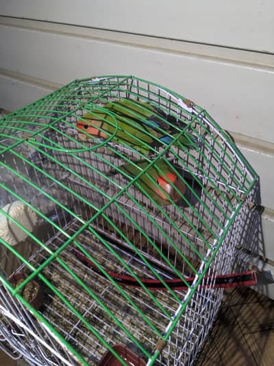 2 fisher with cage