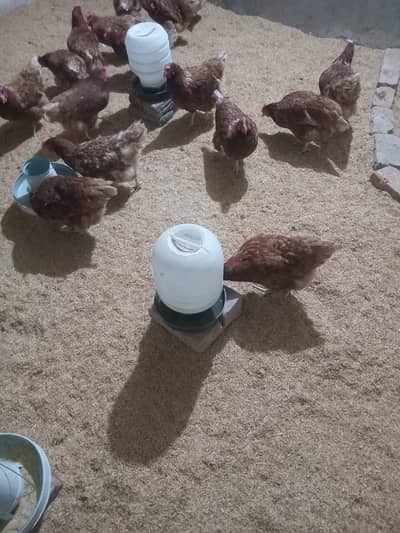 Lohmen brown hens for sale