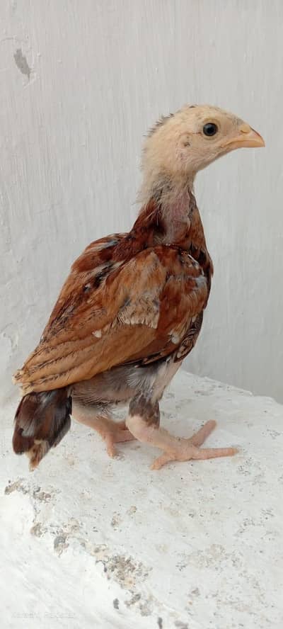 Thai Chicks Available