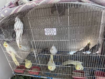 Cocktail 5 pairs ,love 1 pair, australian5 pairs