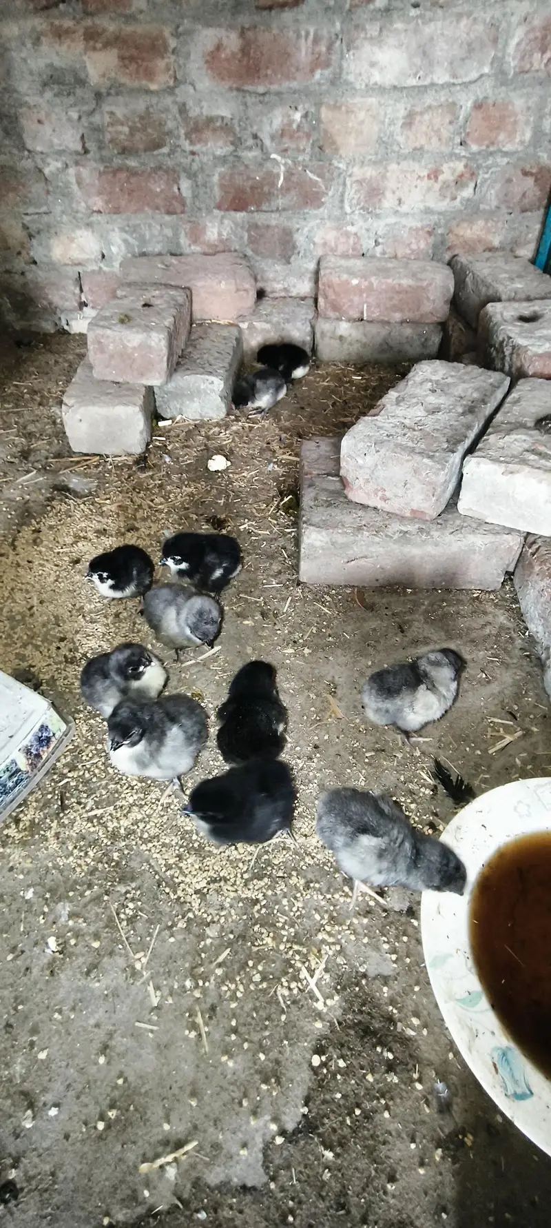imported/heritage king size day/week/month old chickseggs available — photo 4