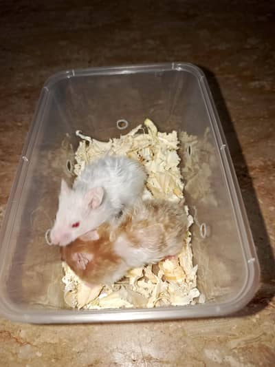 Syrian hamster 2 pieces