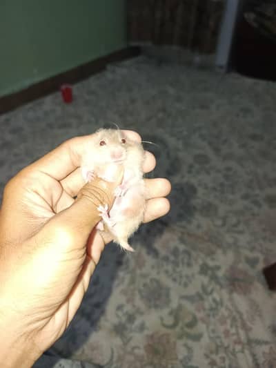 Syrian hamster 2 pieces