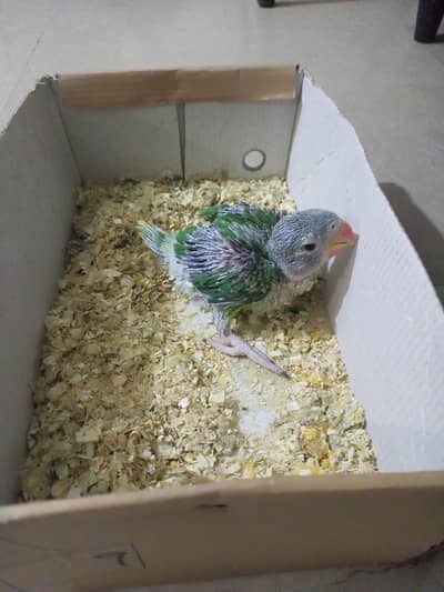 Ghr ka raw parrot baby age 1month