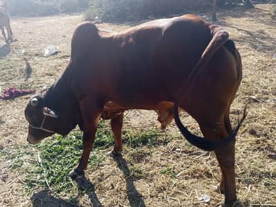 Qurbani ke liye tayar