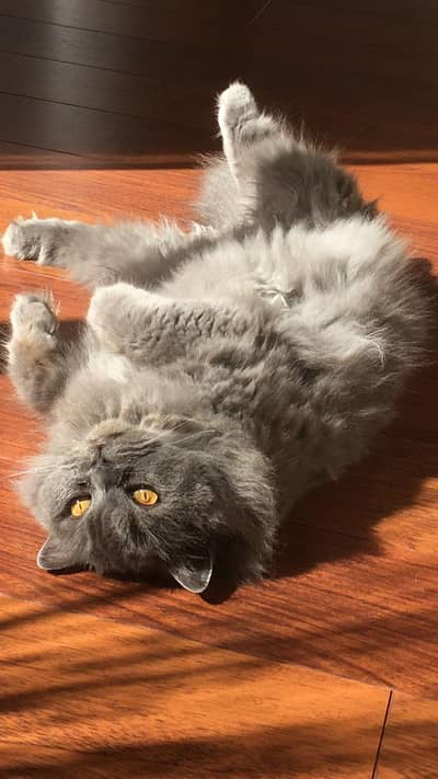 male cat r smokey grey