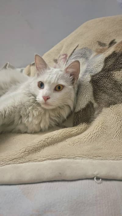 White female cat with odd eyes