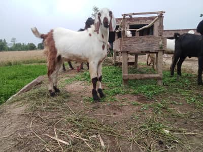 5 qurbani klia Bakray for sell