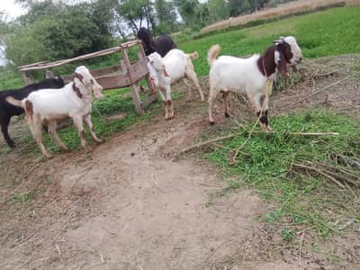 5 qurbani klia Bakray for sell