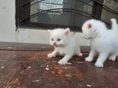 two pair black and white vaccination