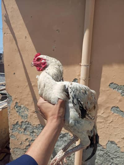 for sale location WAH CANTT barrier 3 03125641760