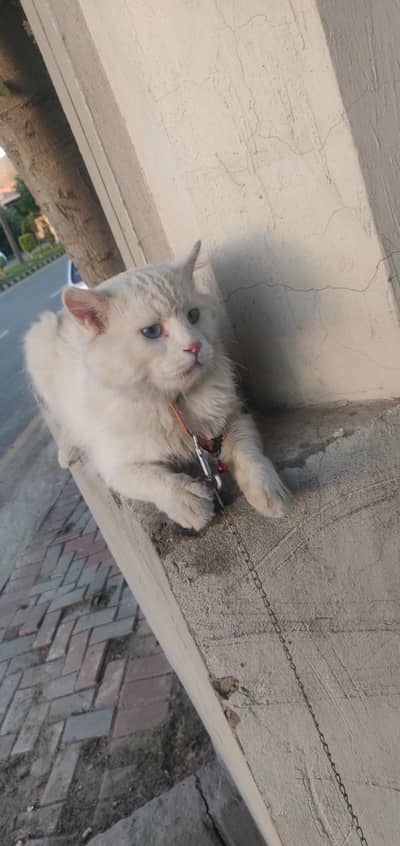 Turkish Angora pure white with dubble colour eye's