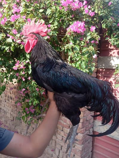 Australop male and golden females