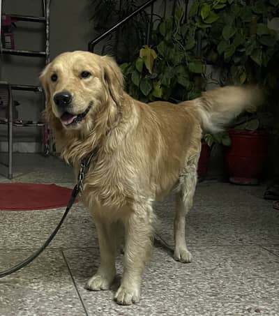 Golden retriever looking for a new home