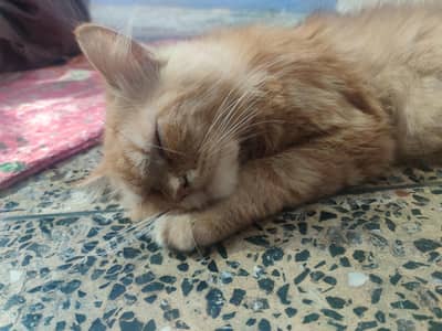 Persian Cat for Sale