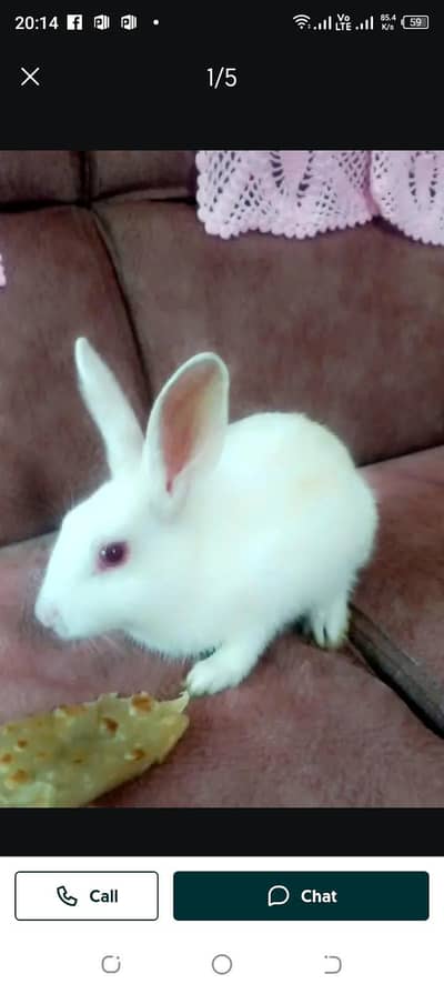 mujyy rabit chahiya 1 Peace male