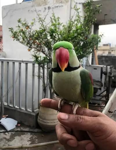 Kashmir Raw Parrot ful talking parrot face to face ful handtamed big
