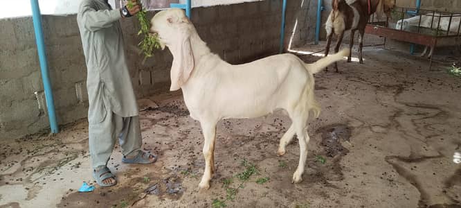 Gulabi Goat