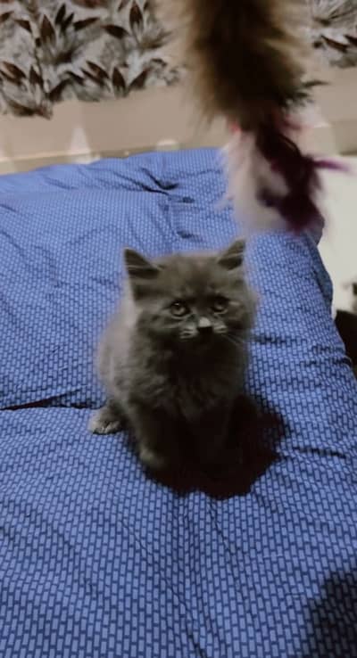 Persian Cat