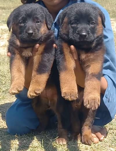 German Shepherd puppies for sale