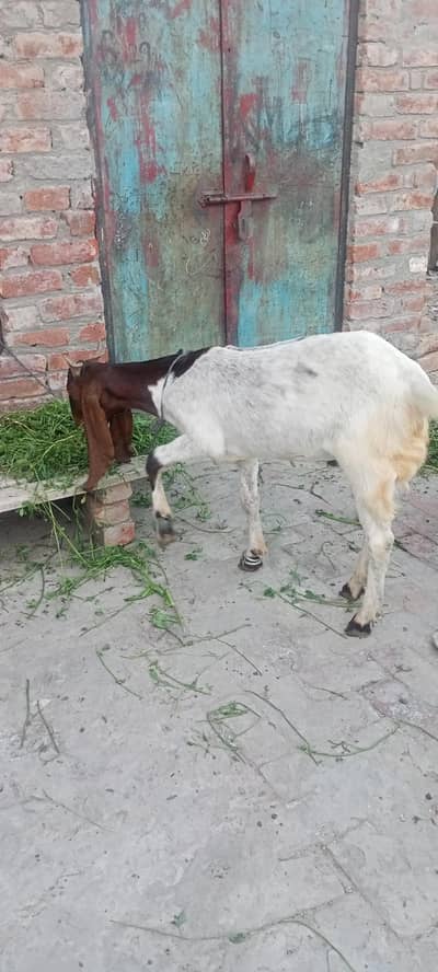 yah tonda janwar hai