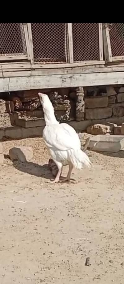 Heera Aseel agr 7 months