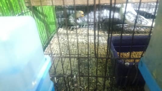 Love Birds Parblue Split Eno