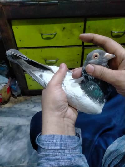 kamager mian shb walay