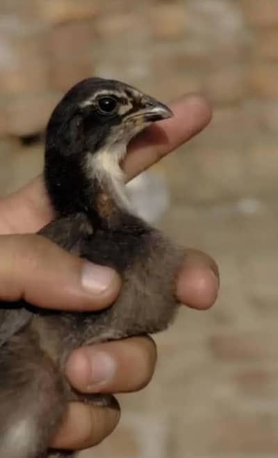 Thai Burmi Pakoye Dragon Chick's Available Healthy Active