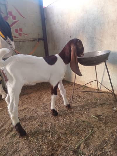 Pure Pateri Nasal Bakri with 2 Female Kids for Sale