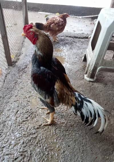 assalamualaikum aseel slata male for sale allhamdulilah mzbot gand jor