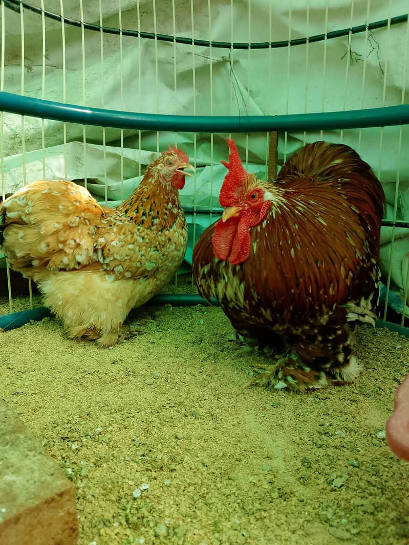 Fancy hens chicks 10