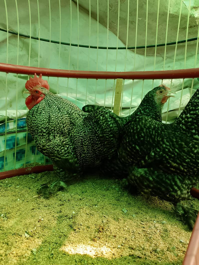 Fancy hens chicks 11