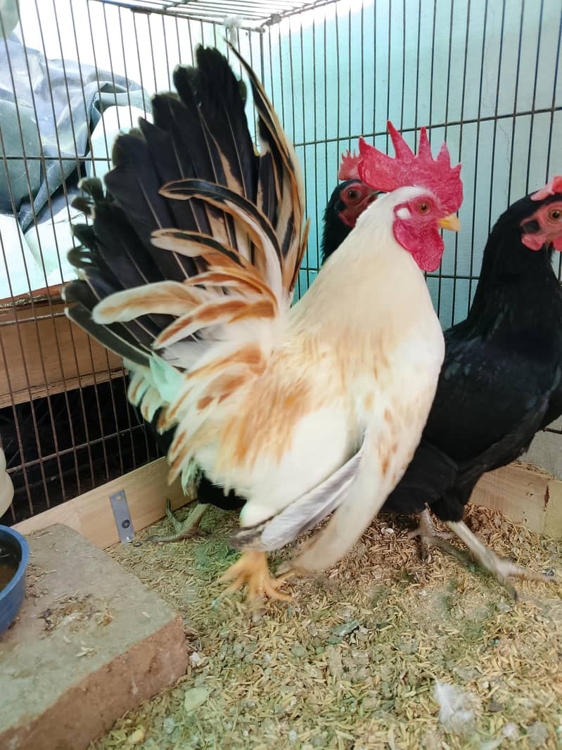 Fancy hens chicks 12