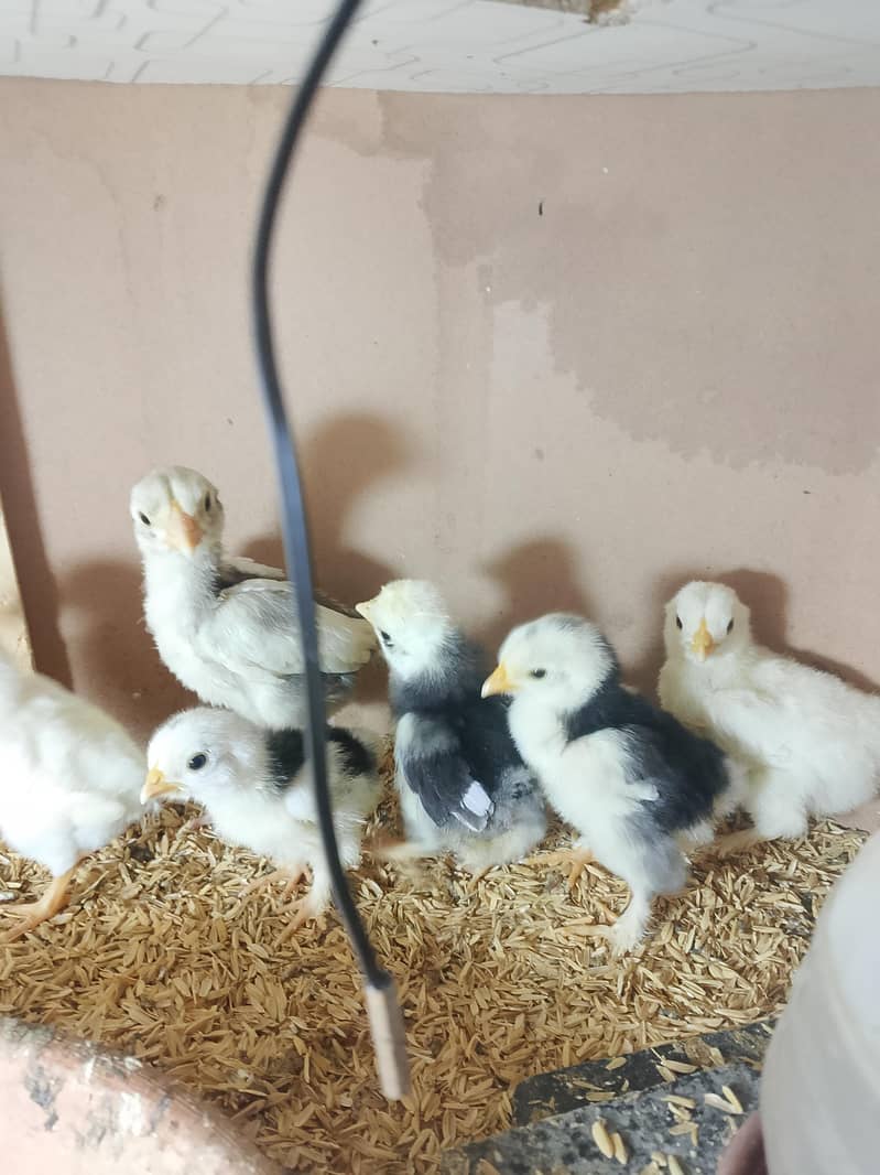 Fancy hens chicks 13